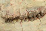 Fossil Horse (Mesohippus) Skull - South Dakota #192034-3